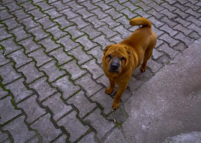 Cozy Old Center - Cal3 Apartmán Bukurešť