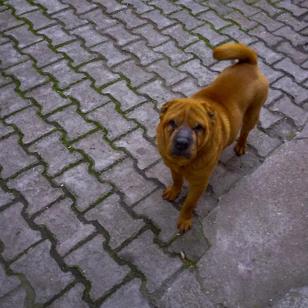 Cozy Old Center - Cal3 Apartment Bukarest